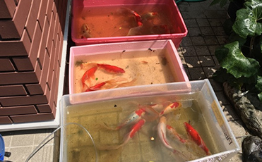 庭池清掃サービス