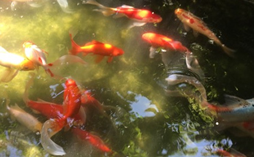 庭池清掃サービス