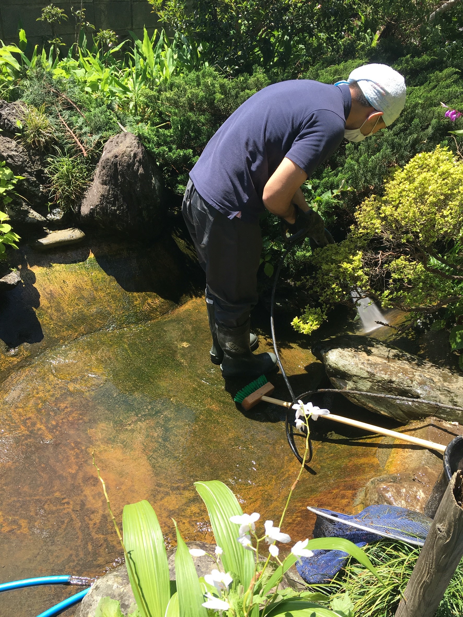 30歳のコイが住む庭池の清掃 ポンプの交換