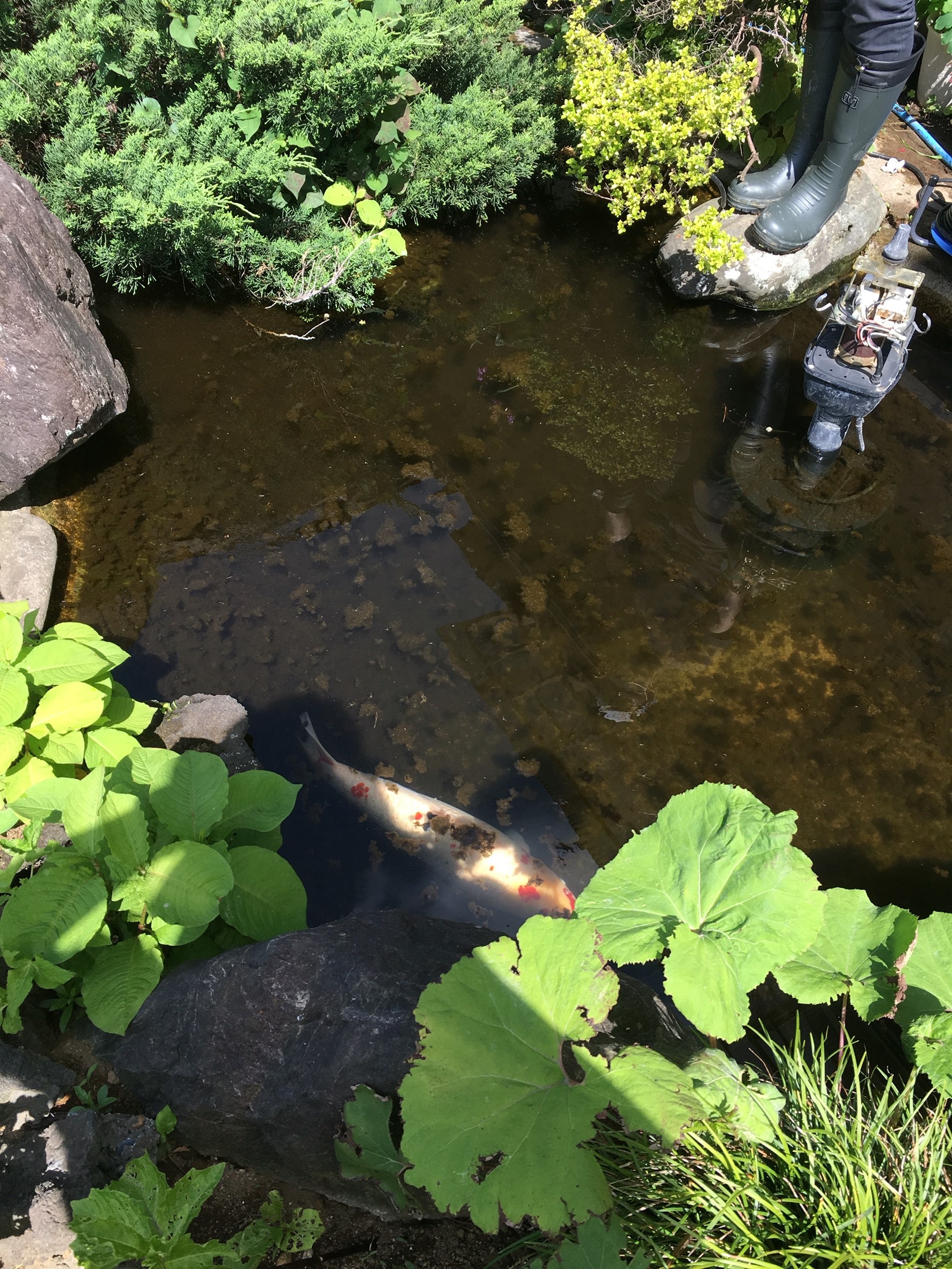 庭池 清掃 鯉 ダイスケ・ハナコ_2435