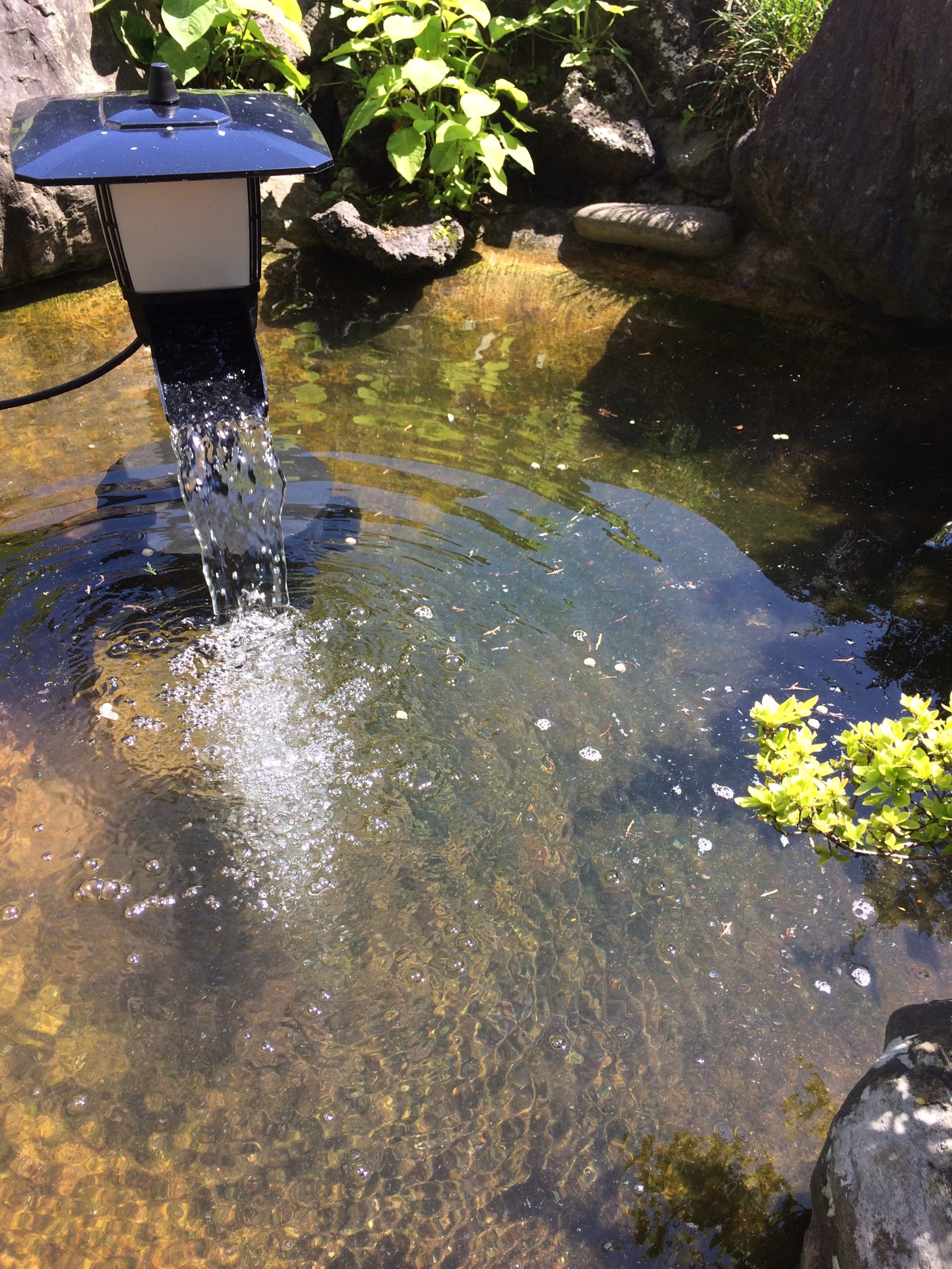 庭池 清掃 鯉 ダイスケ・ハナコ_7334