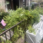 松戸市｜お庭の片付け、草木伐採